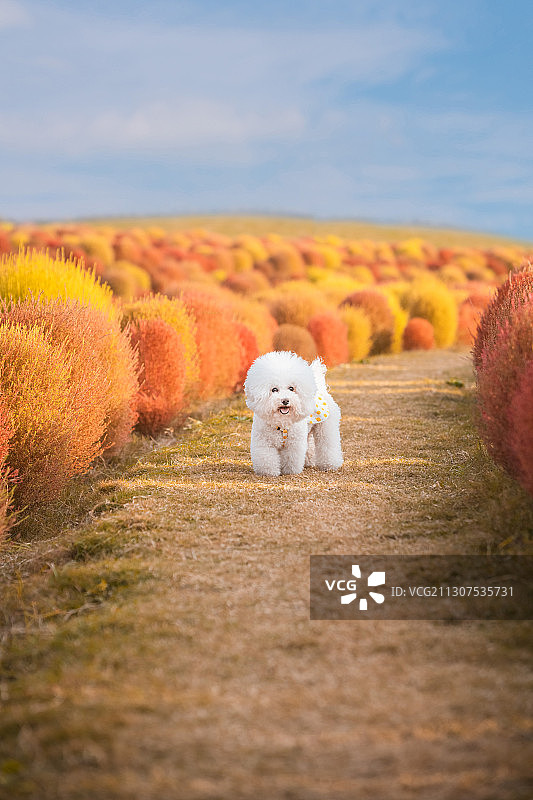 地肤中的一只比熊犬图片素材