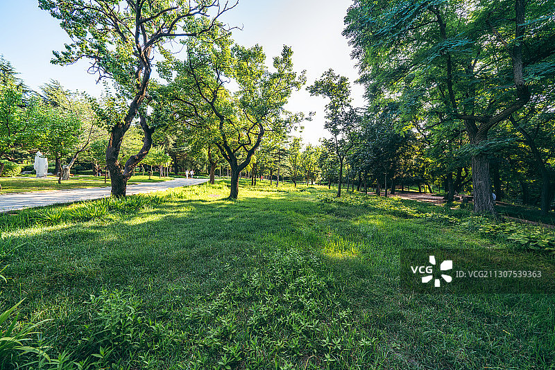 公园里的草地图片素材