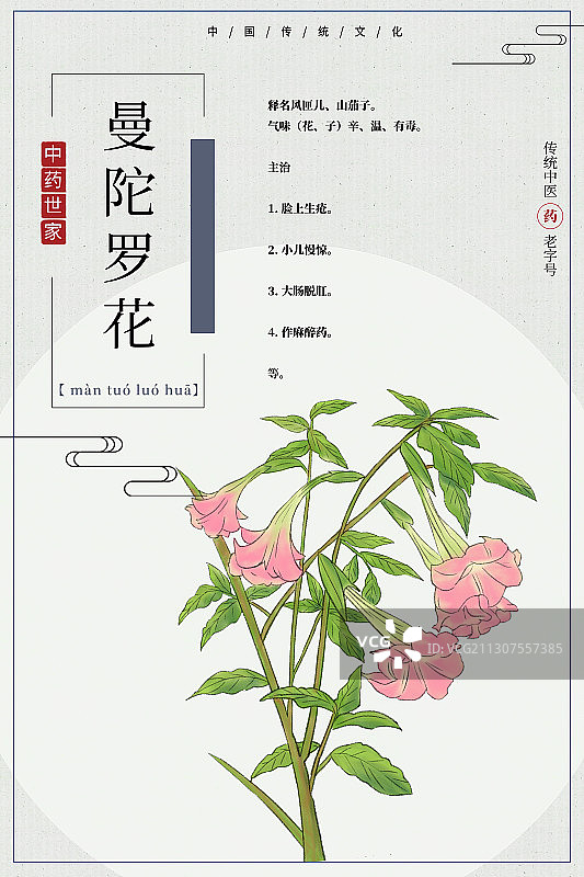 曼陀罗花图片素材