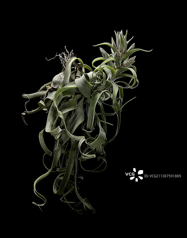 章鱼铁兰图片素材