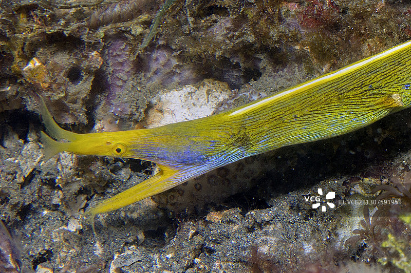 由雄性转变为雌性的海鳝特写图片素材