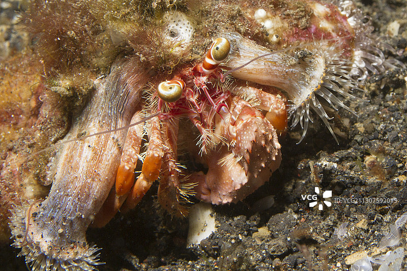 海葵与寄居蟹特写图片素材