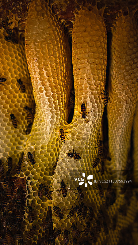 蜜蜂蜂巢的外星世界图片素材