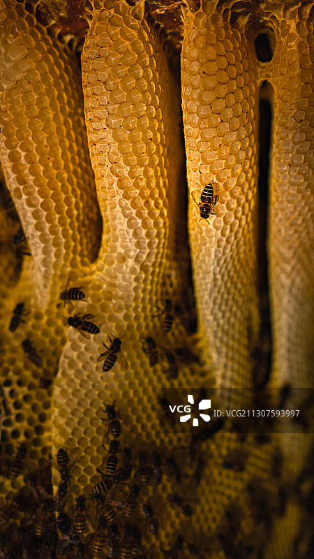 蜜蜂蜂巢的外星世界图片素材