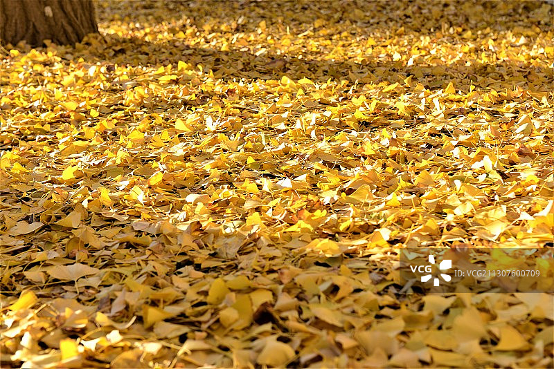 银杏树叶图片素材