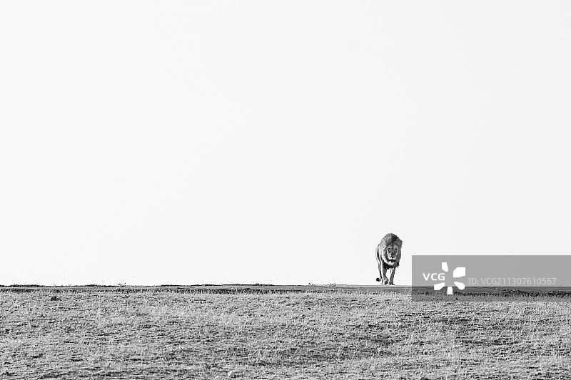 一头雄狮，以黑白影像走向镜头图片素材
