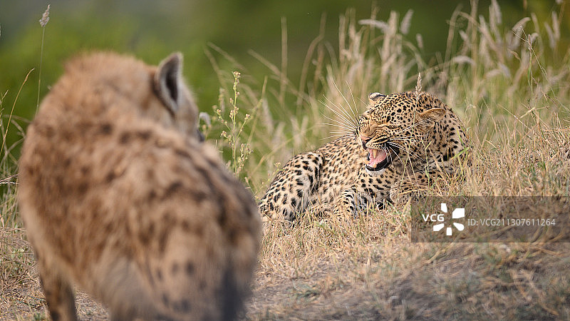 豹子和斑鬣狗图片素材