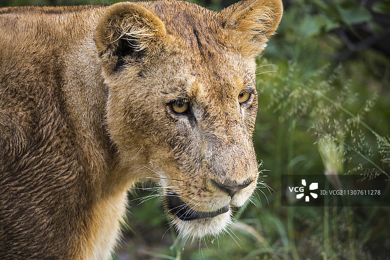 雌狮的头部和肩部特写图片素材