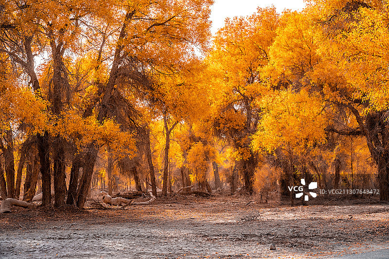 轮台胡杨林图片素材