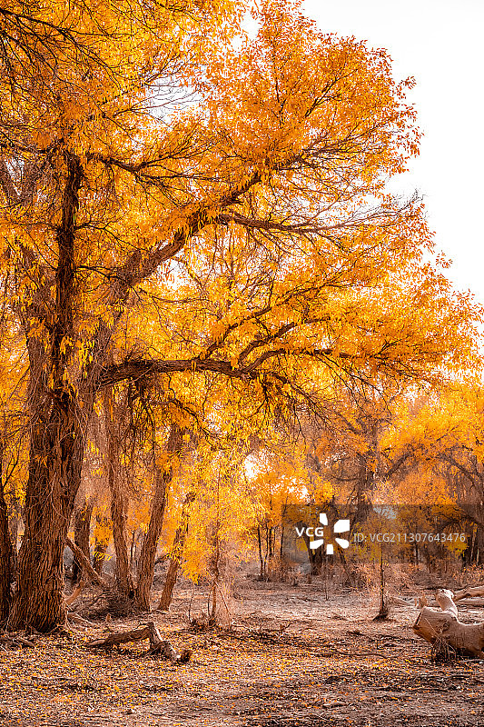 轮台胡杨林图片素材