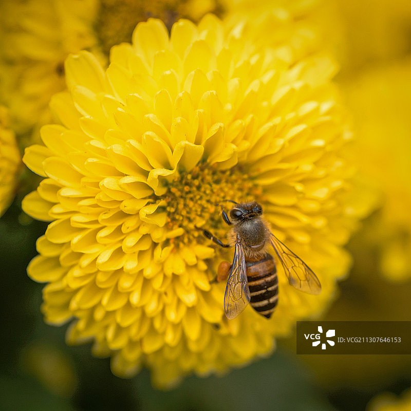汕头中山公园花卉图片素材