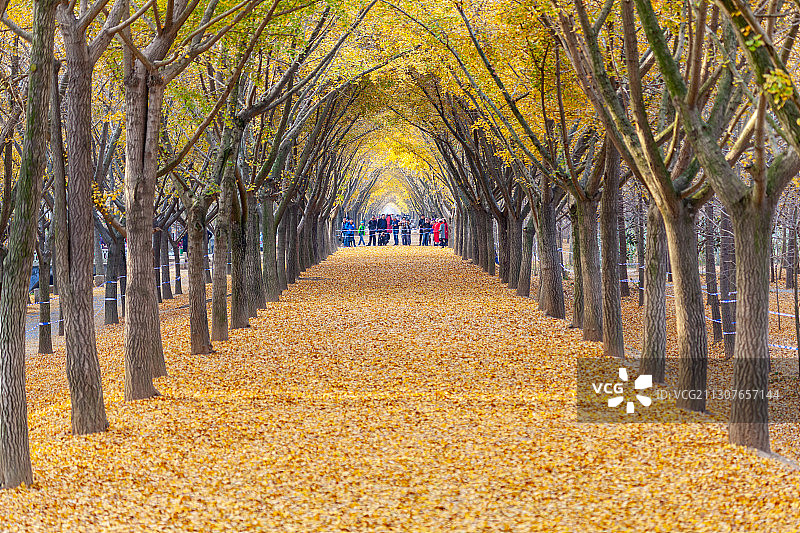 江苏徐州邳州银杏时光隧道图片素材
