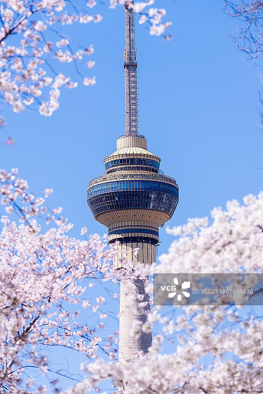 春来玉渊潭赏樱花图片素材