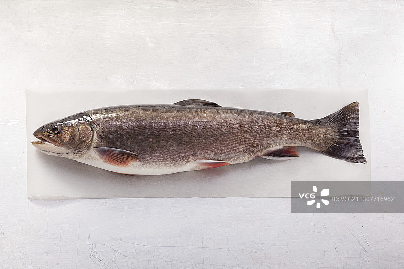 北极红点鲑图片素材