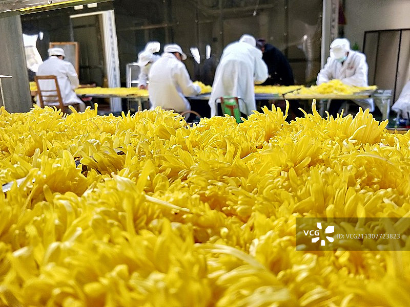 金丝皇菊丰收   欢乐的菊花节图片素材