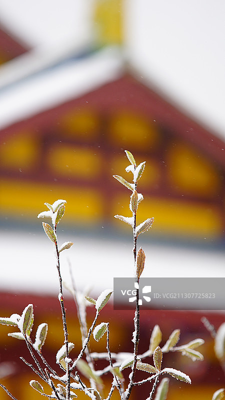 黄龙积雪枝叶枝条图片素材