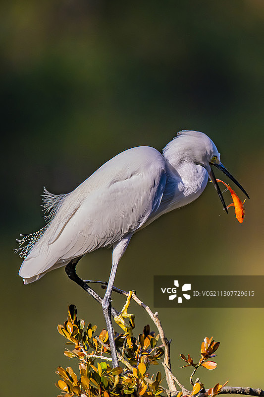 欲擒故纵图片素材