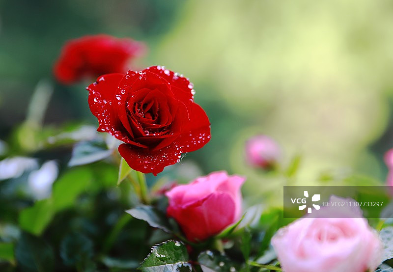 月季花图片素材