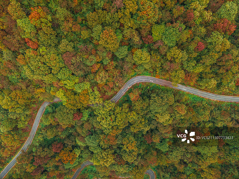 湖北安陆银杏谷航拍图片素材