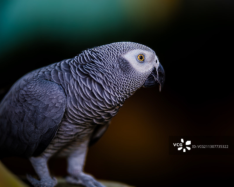 非洲灰鹦鹉图片素材