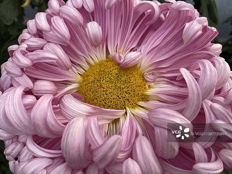 北海公园单株粉菊图片素材