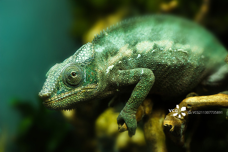 七彩变色龙  Furcifer Pardalis图片素材