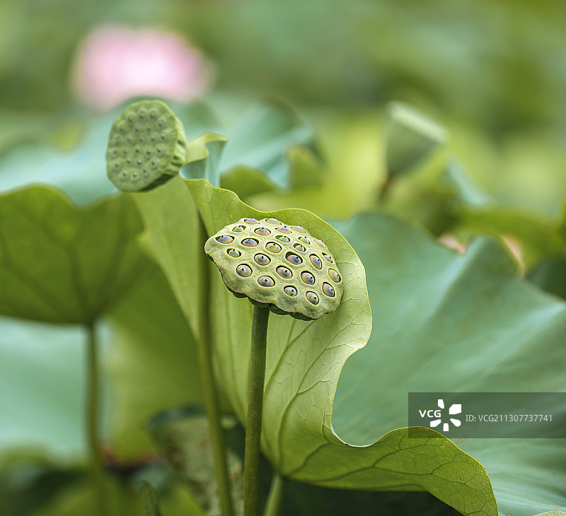 荷花莲蓬图片素材