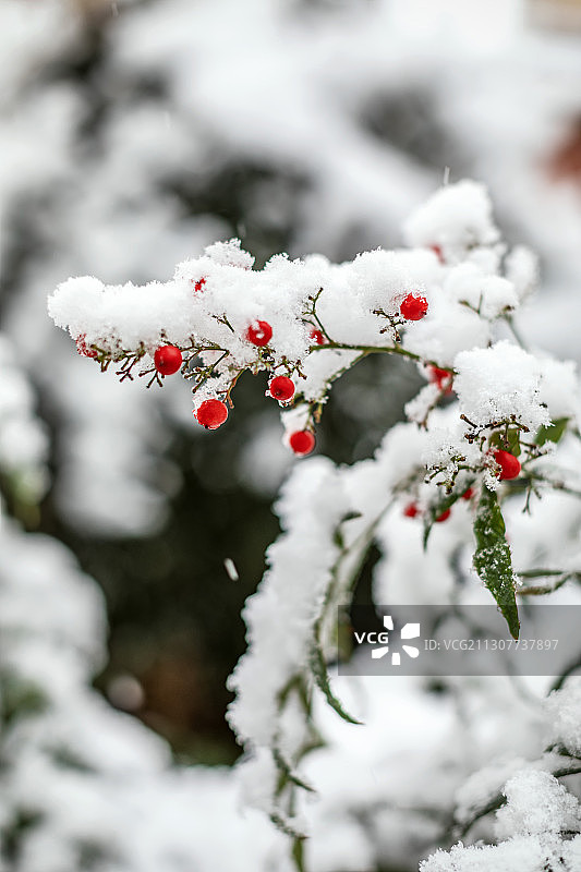 雪中南天竹 Sky bamboo in snow图片素材