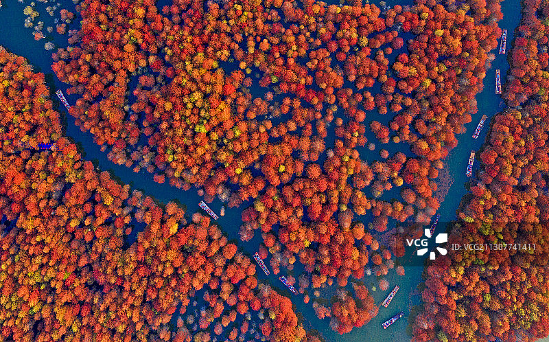 红杉林里观光船图片素材