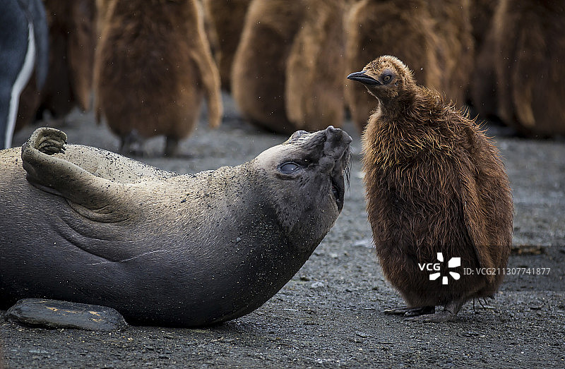 初生牛犊不怕虎图片素材