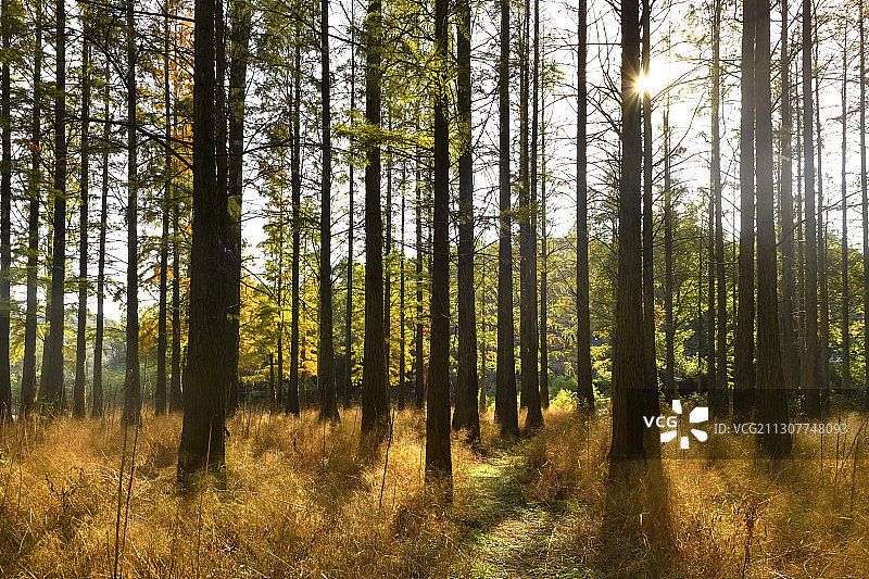 秋天的水杉林图片素材
