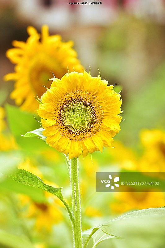 晴天向日葵《取景地:兴义万峰林》图片素材