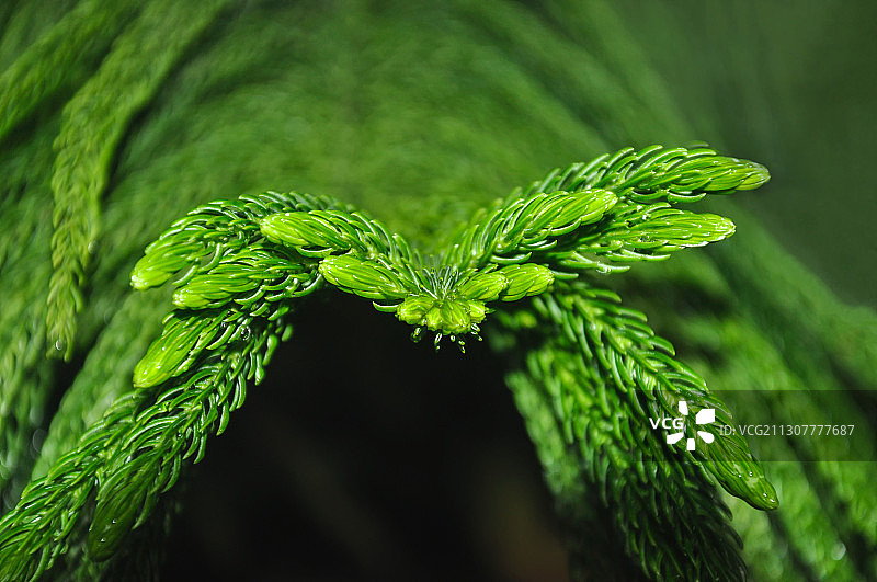南洋杉枝叶图片素材