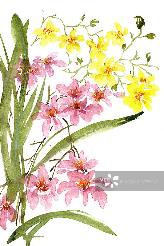 美丽文心兰图片素材