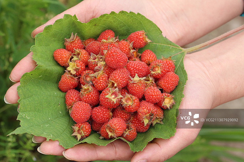 一捧山莓图片素材