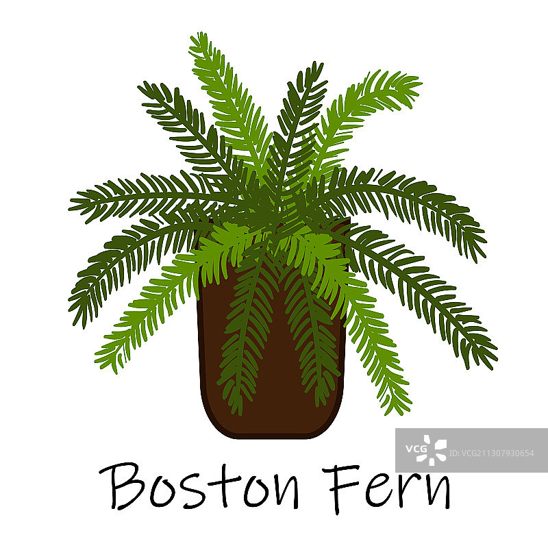 波士顿蕨图片素材