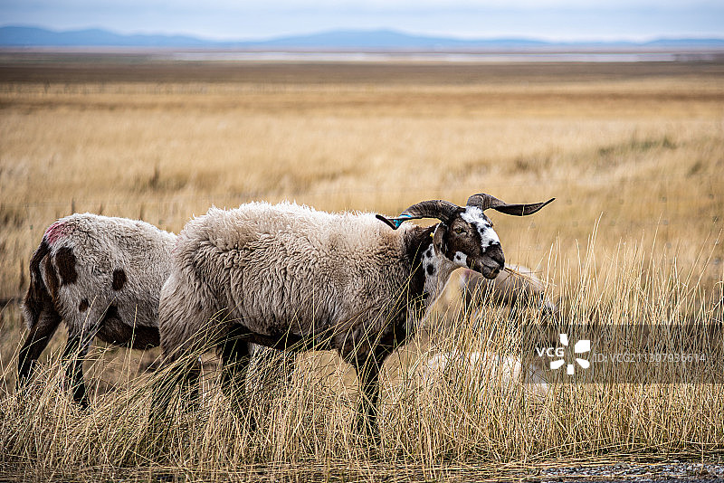 四川阿坝若尔盖大草原的羊群，藏绵羊特写。图片素材