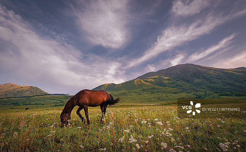 草原骏马图片素材