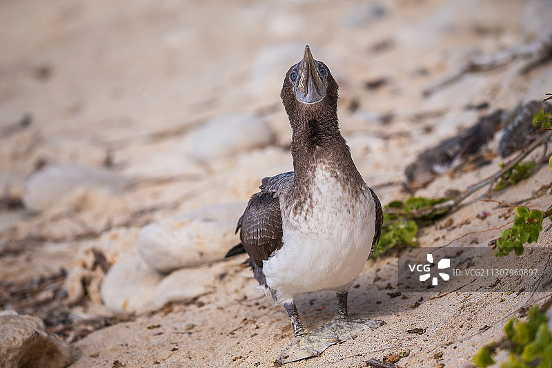 南美洲厄瓜多尔加拉帕戈斯群的的鲣鸟图片素材