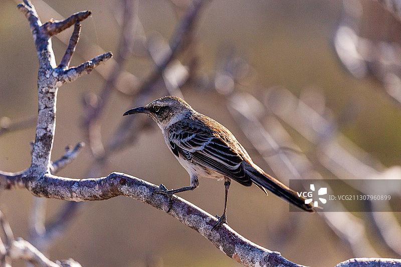 南美厄瓜多尔加拉加斯群岛的达尔文雀图片素材