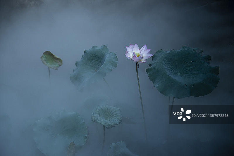 梦里荷塘图片素材