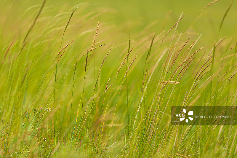 湖边的茅草，随风摇曳，呵护着身边的小白花图片素材