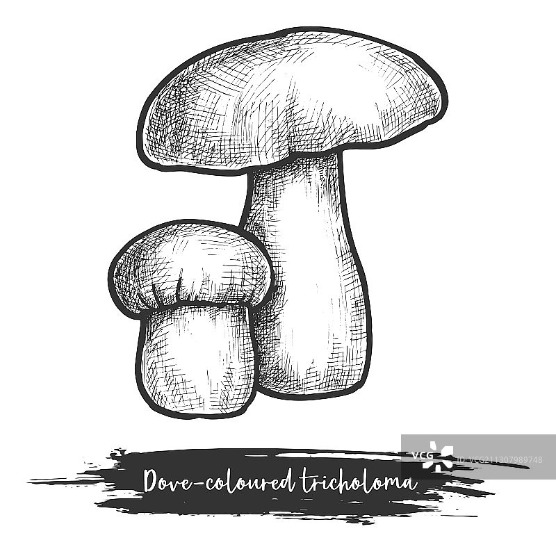 鸽灰色蘑菇复古素描图片素材