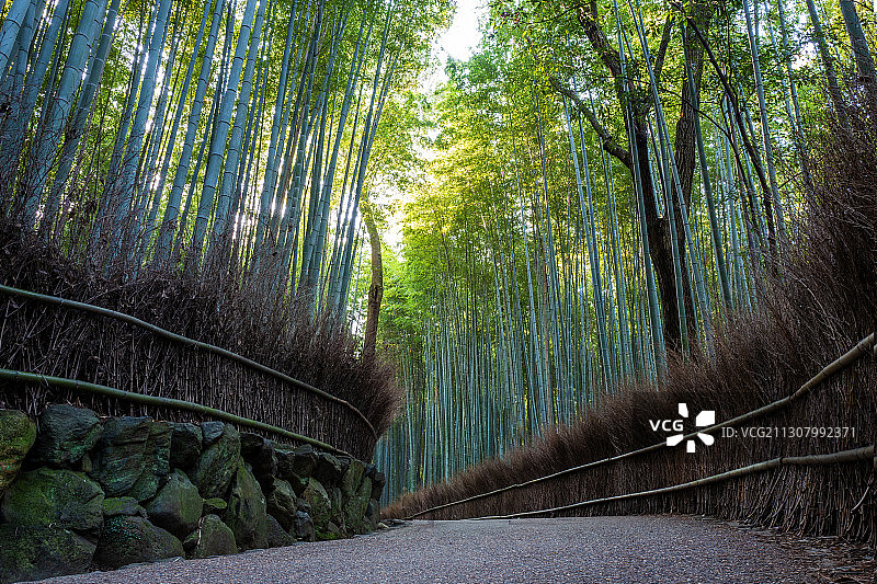 京都岚山嵯峨野竹林の道图片素材