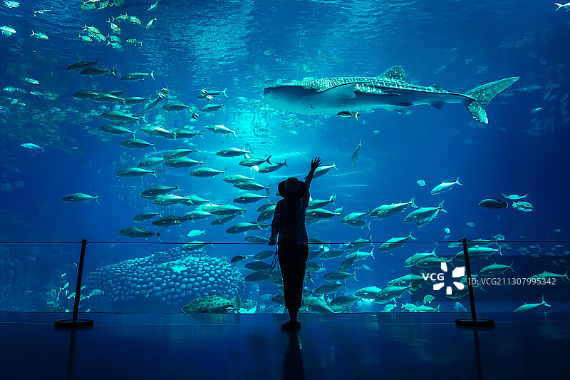 在水族馆观赏的女孩图片素材
