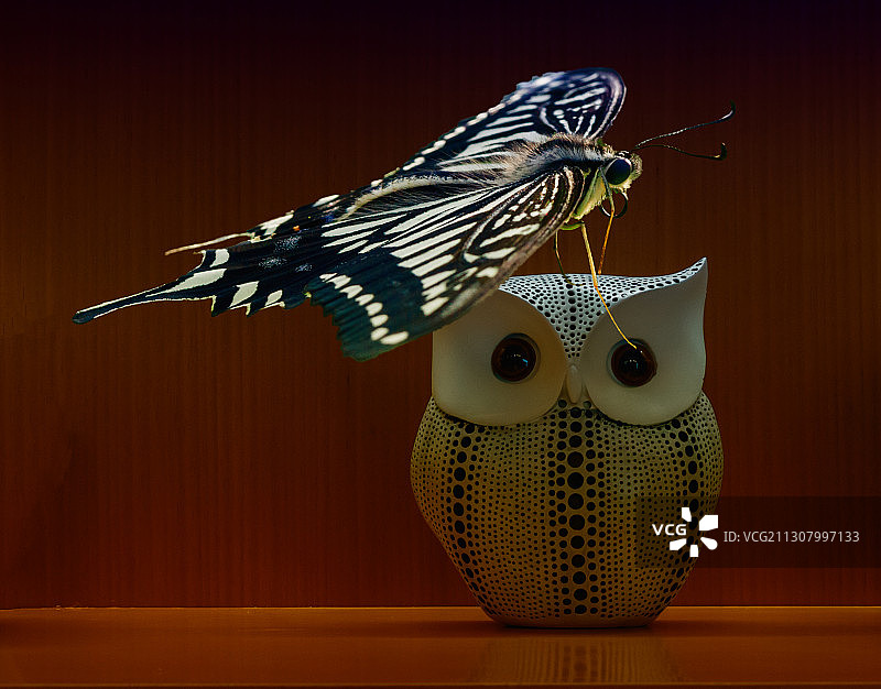 猫头鹰头上的凤蝶图片素材