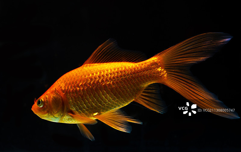 黑暗中的金鱼图片素材