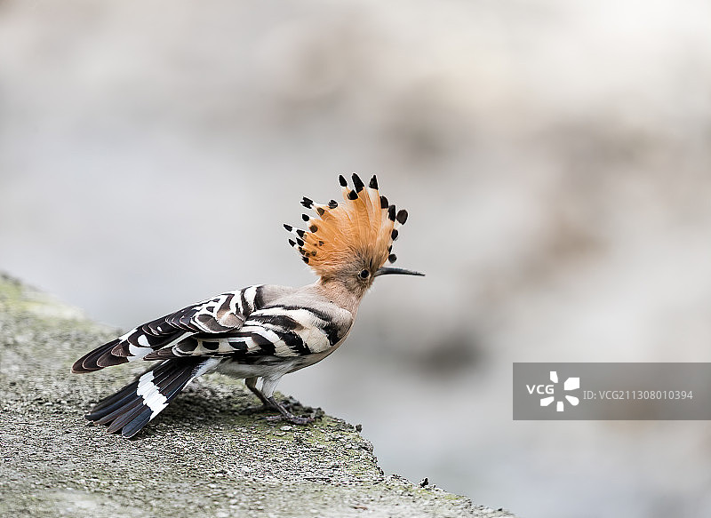 戴胜鸟怒发冲冠图片素材