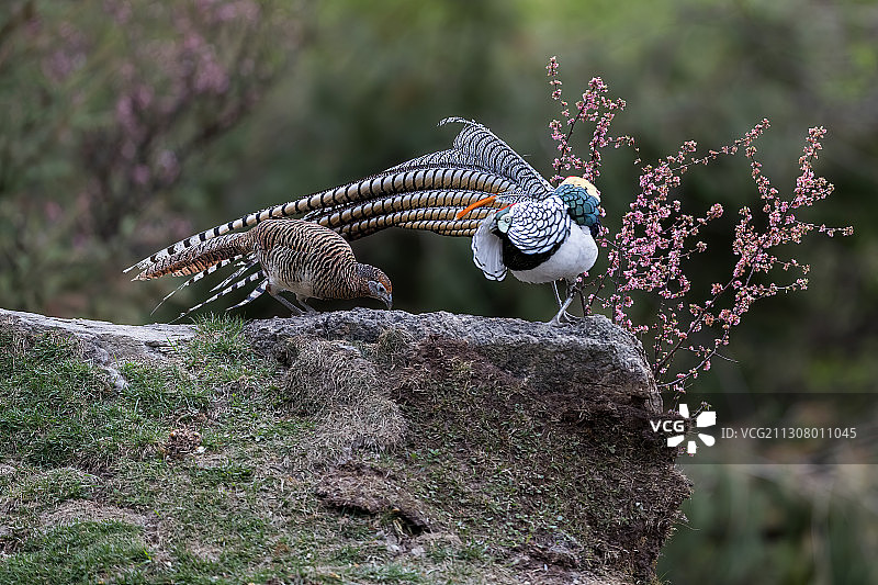 护卫雌性白腹锦鸡觅食图片素材
