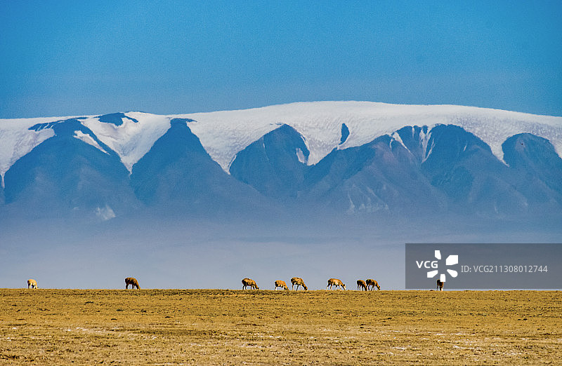 昆仑娇子·藏羚羊图片素材